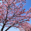 河津桜並木