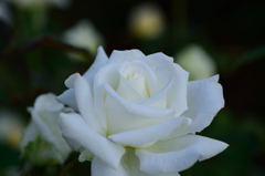 薔薇　ヨハネパウロ２世