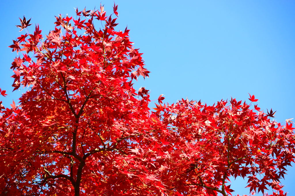椿山荘の紅葉　１