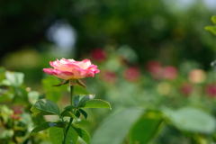 薔薇　ダブルデライト
