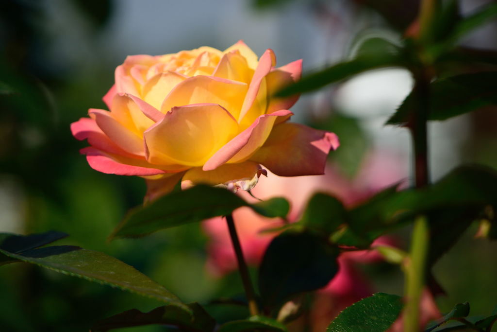 薔薇　朝雲　２