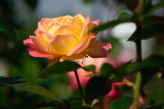 薔薇　朝雲　２