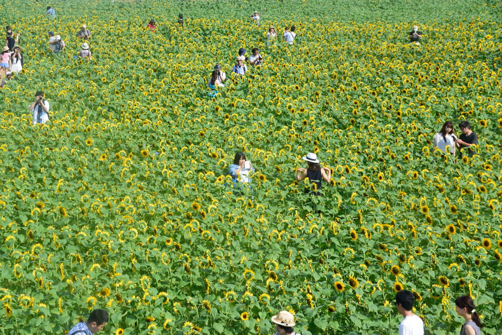 ヒマワリ　風車から