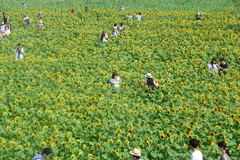 ヒマワリ　風車から
