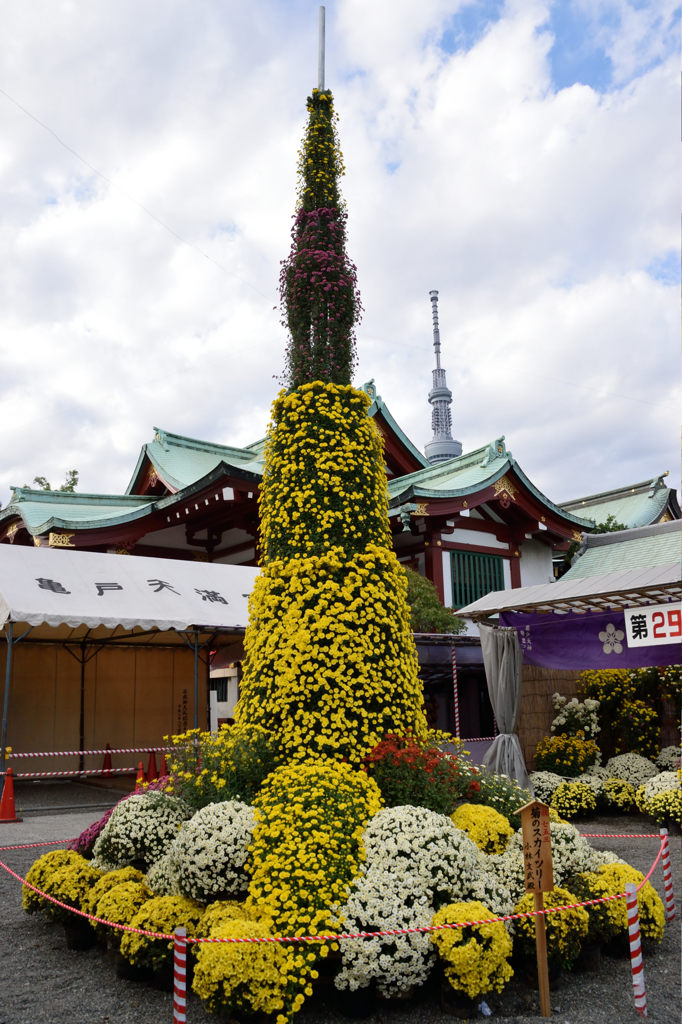 菊のスカイツリー