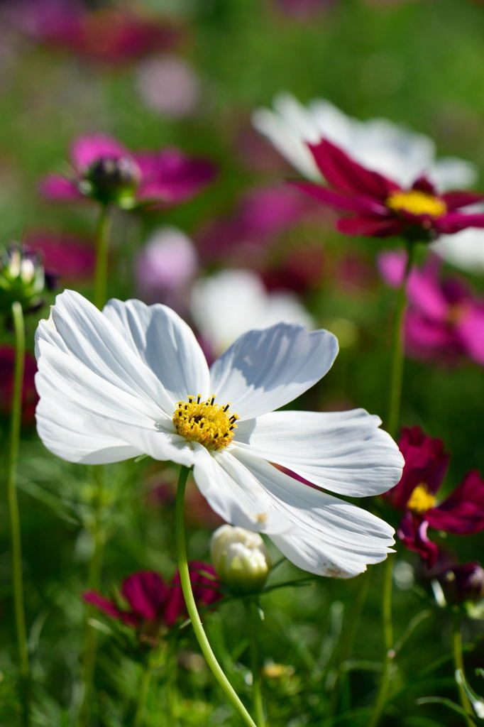 秋桜　コスモス畑