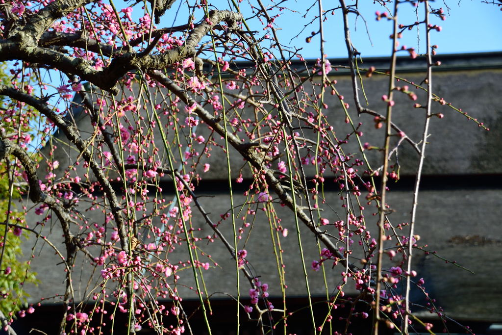 枝垂れ梅