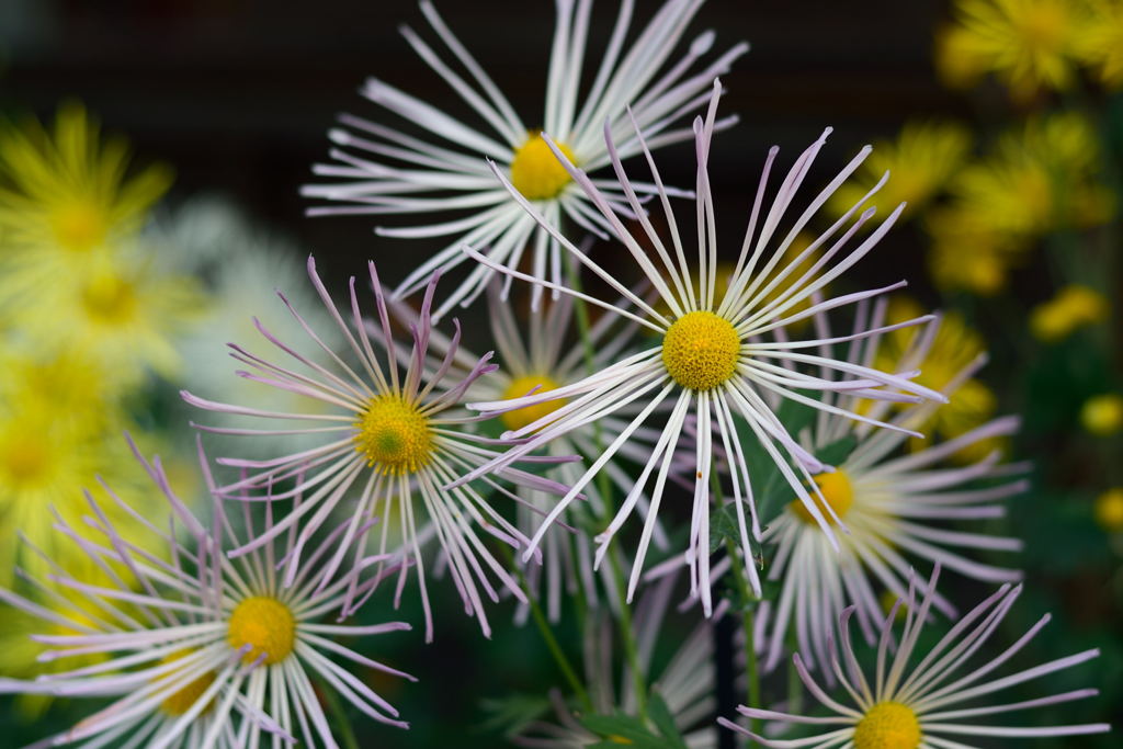 肥後菊　朱鷺の羽