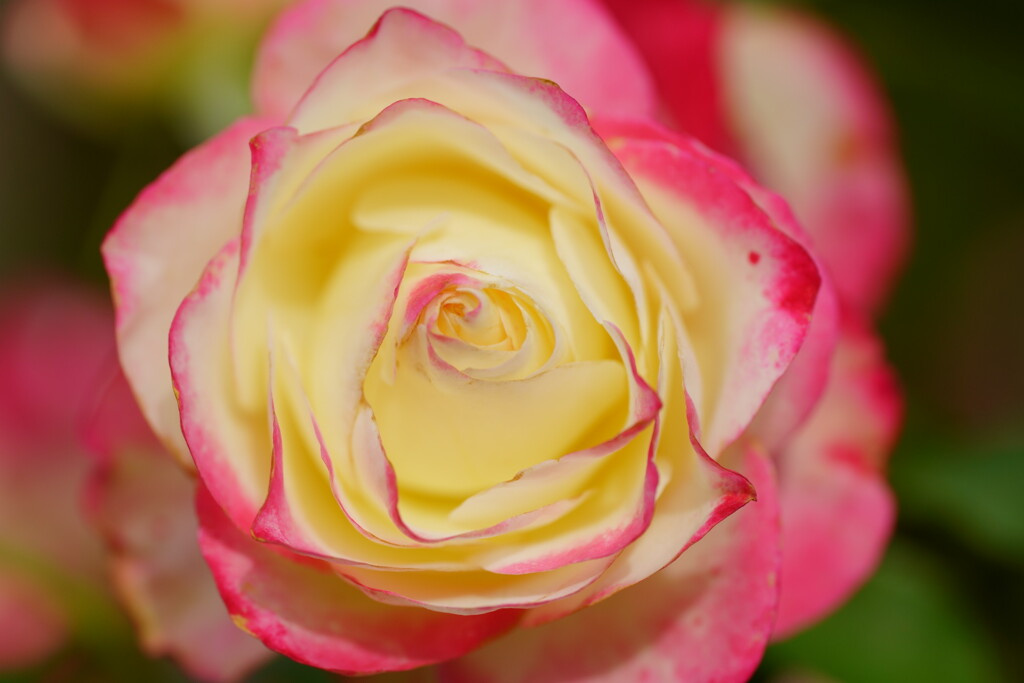 薔薇　ジュビレ　デュ　プリンス　ドゥ　モナコ