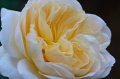 薔薇　クロッカスローズ