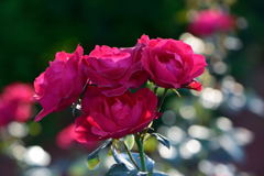 薔薇　レッド　キャップ