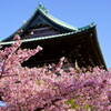 河津桜　赤門