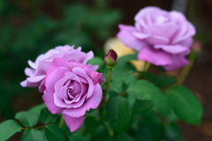 薔薇　シャルル・ドゴール