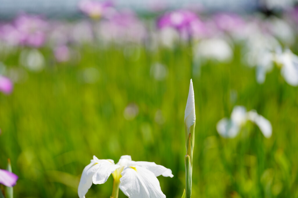 花菖蒲　矢