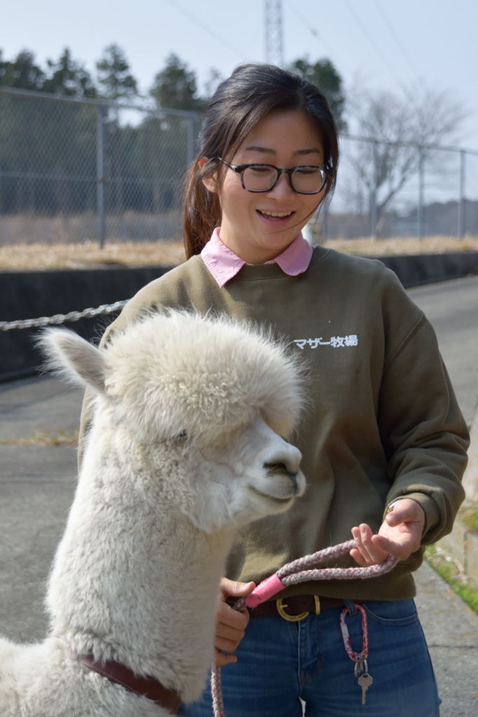 アルパカのお出迎え