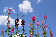 タチアオイ....こけこっこの花