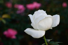 薔薇　ホワイトクリスマス