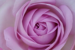 薔薇　ライラック　ビューティ