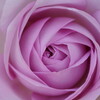 薔薇　ライラック　ビューティ