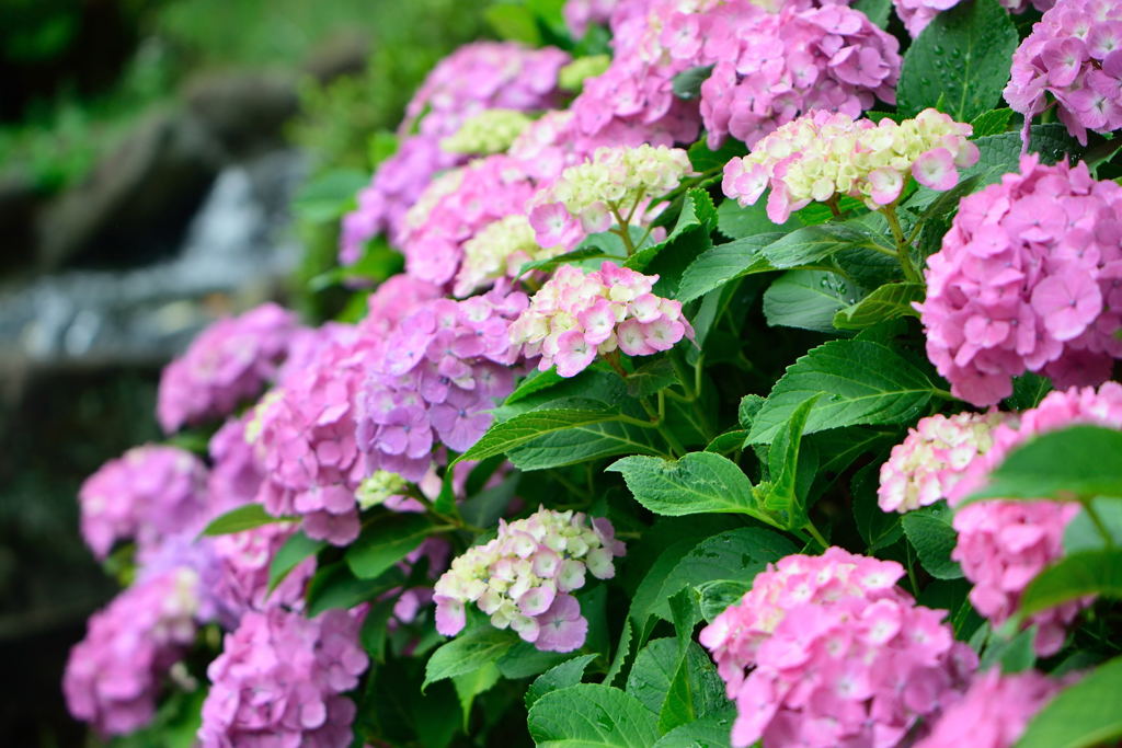 紫陽花