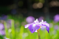 菖蒲
