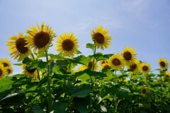 ひまわりs