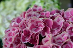 紫陽花　宗吾霊堂