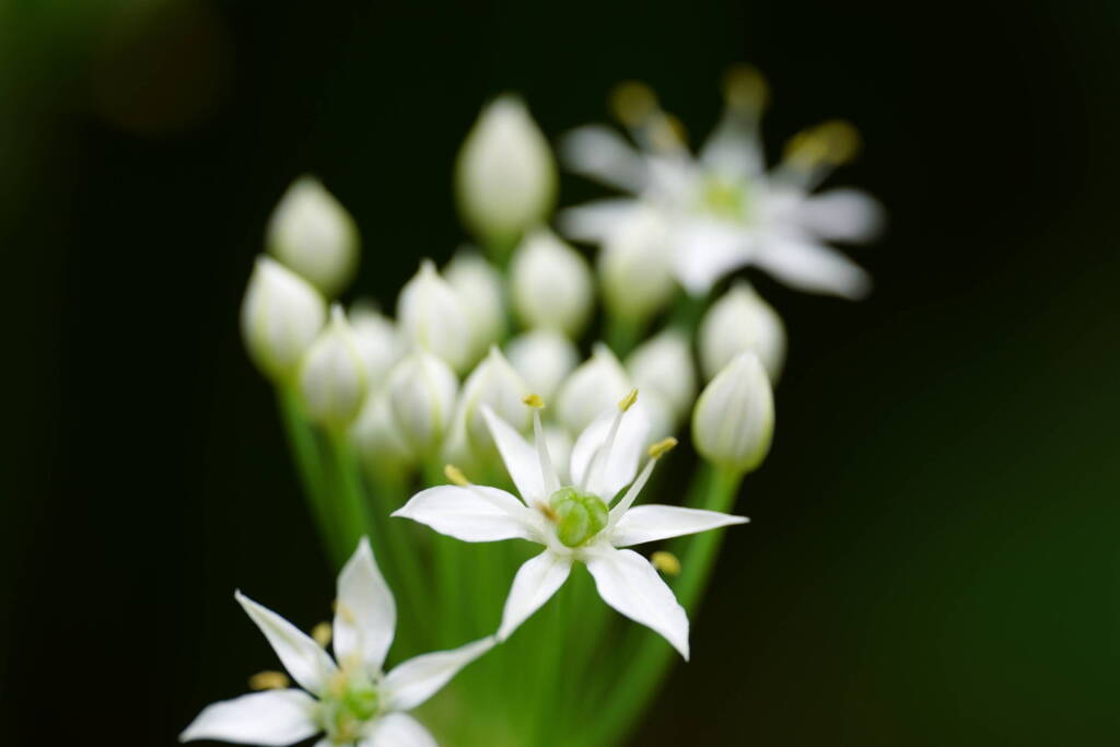 ニラの花　６