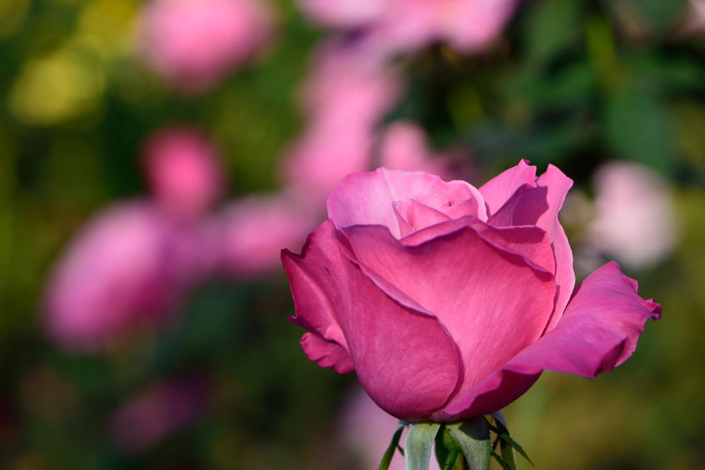 薔薇　ファースト　フェデラルズ　ルネッサンス