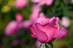 薔薇　ファースト　フェデラルズ　ルネッサンス