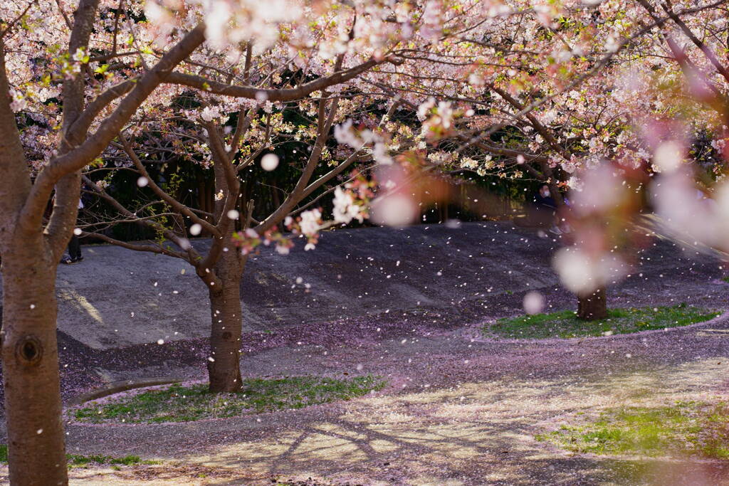 桜吹雪