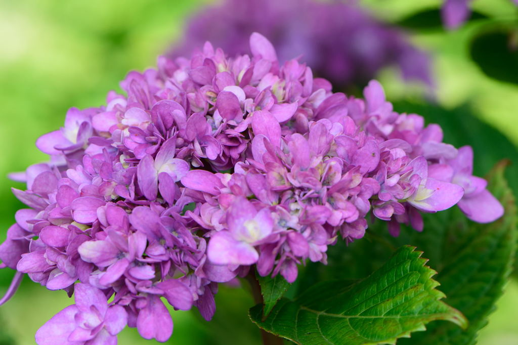 あじさい　舞孔雀