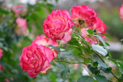 薔薇　ジュビレ　デゥ　プリンス　ドゥ　モナコ