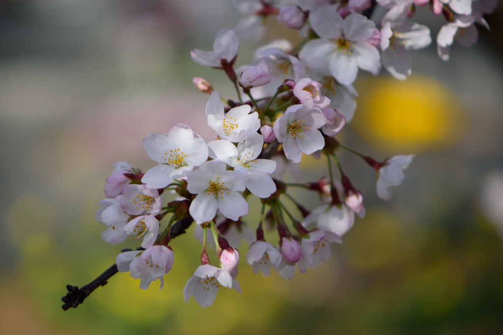 桜　ソメイヨシノ