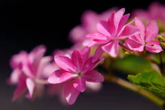 紫陽花　４