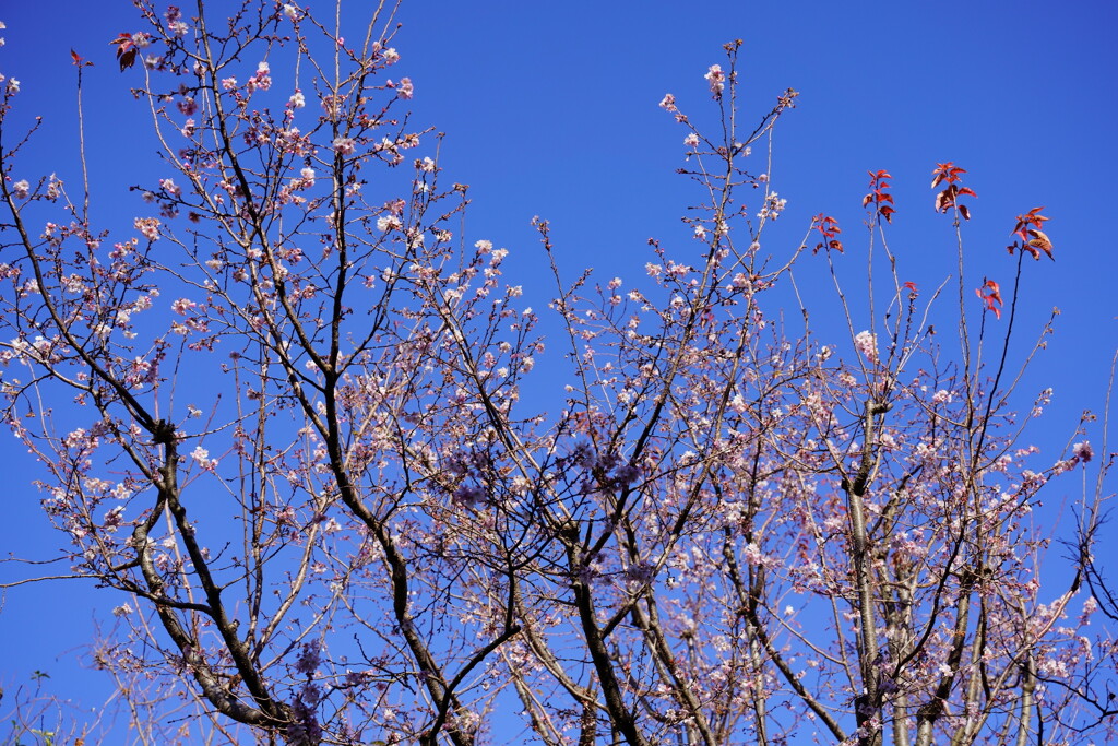 十月桜