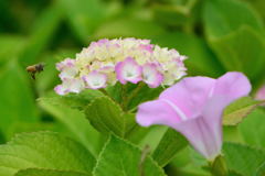 紫陽花と昼顔