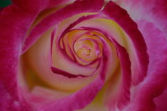 薔薇　ダブルデライト　巻