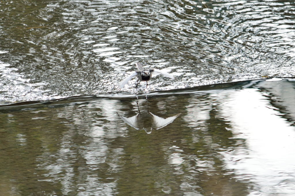 鶺鴒　飛ぶ