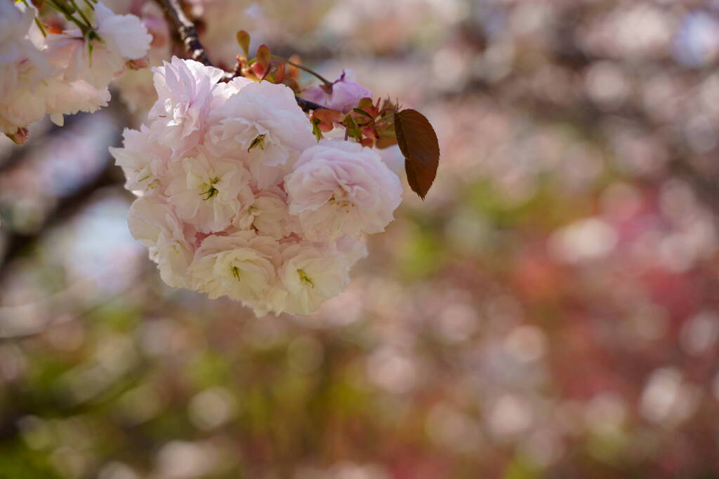 桜　普賢象　２