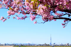 桜、富士山、スカイツリー