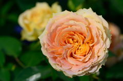 薔薇　キャラメルアンティーク