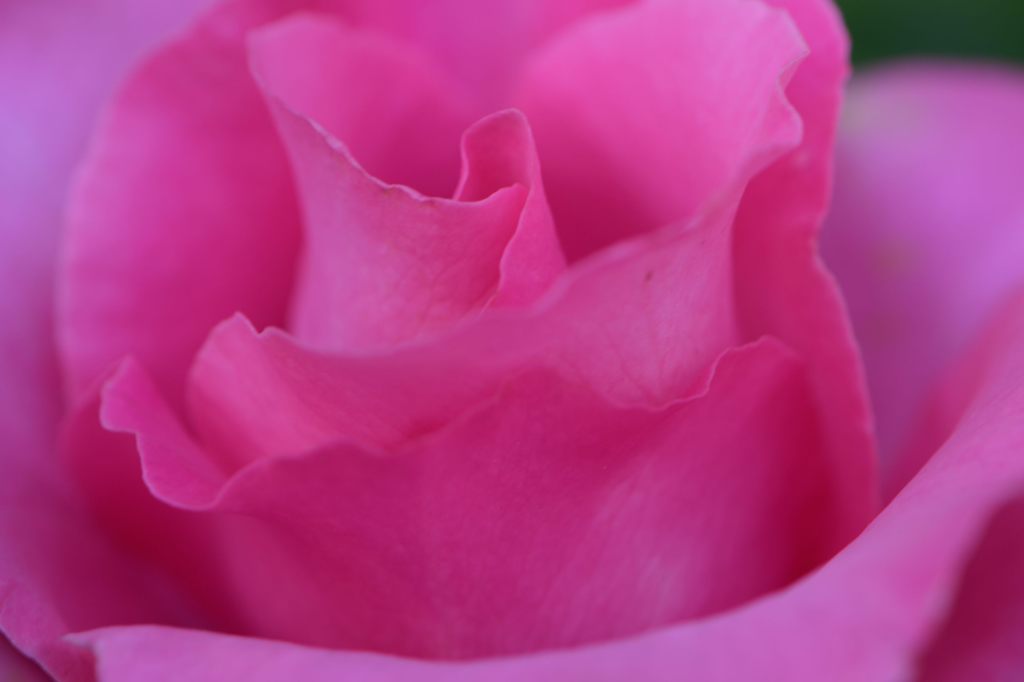 薔薇が咲き出しました