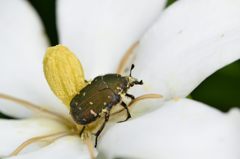 ハナムグリにくちなし