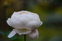 薔薇　セント・セシリア