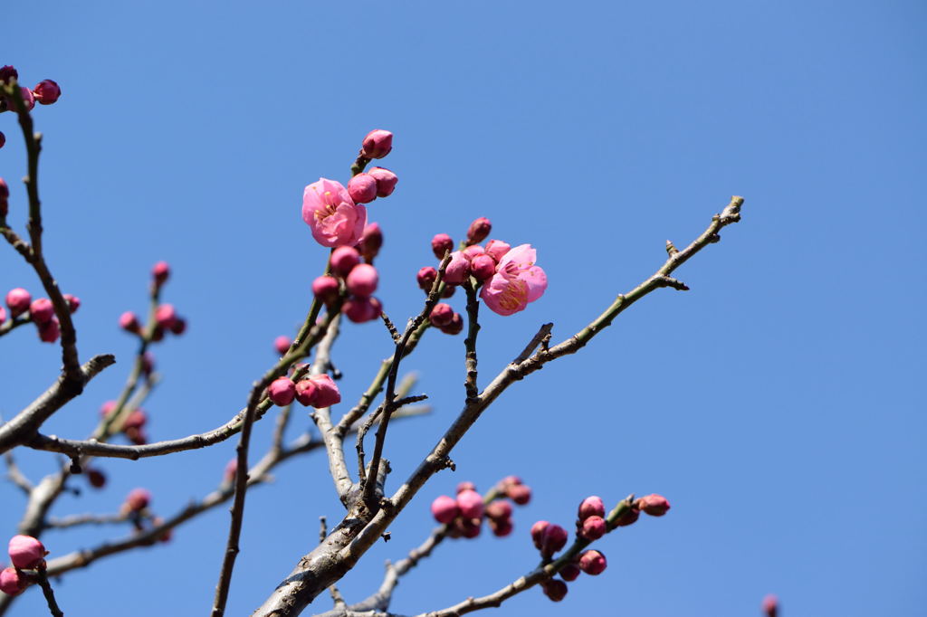 梅　大湊