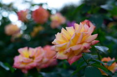 薔薇　フィリップ　ノワレ