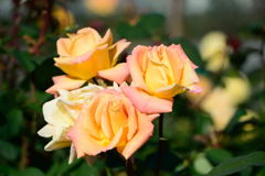 薔薇　品種は？？？