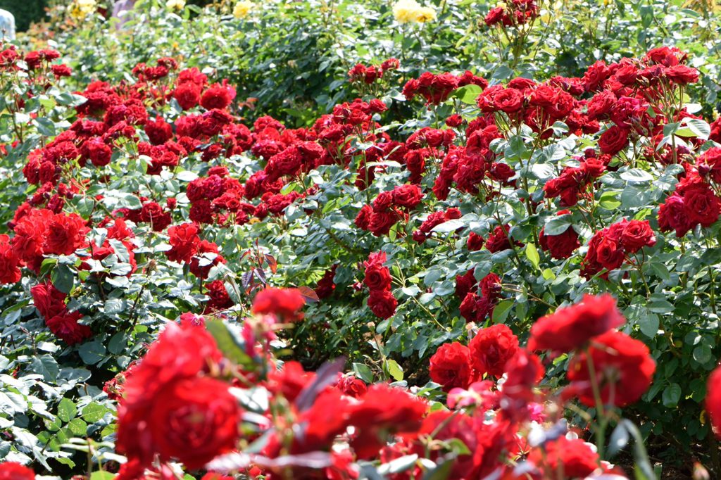 春薔薇の思い出09　赤い薔薇たち