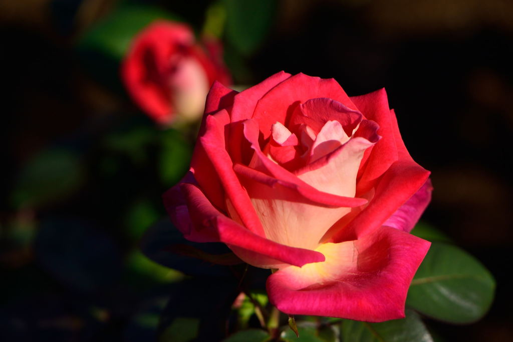 薔薇　コロラマ